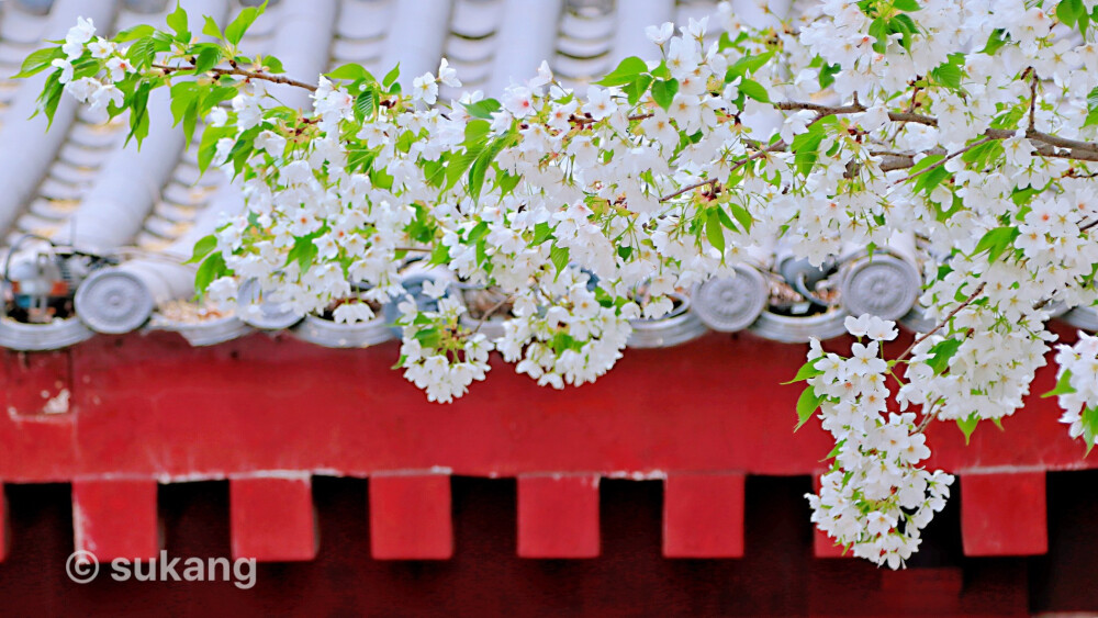 大唐芙蓉园.白樱