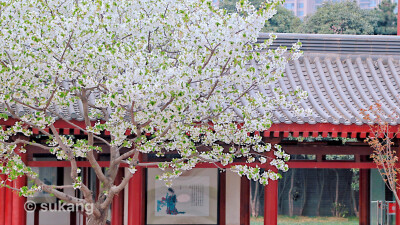 大唐芙蓉园.白樱