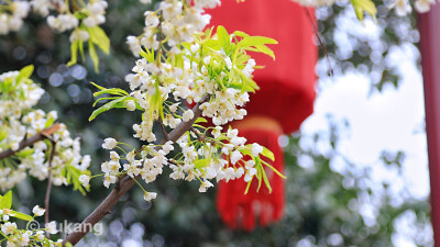 大唐芙蓉园.白樱