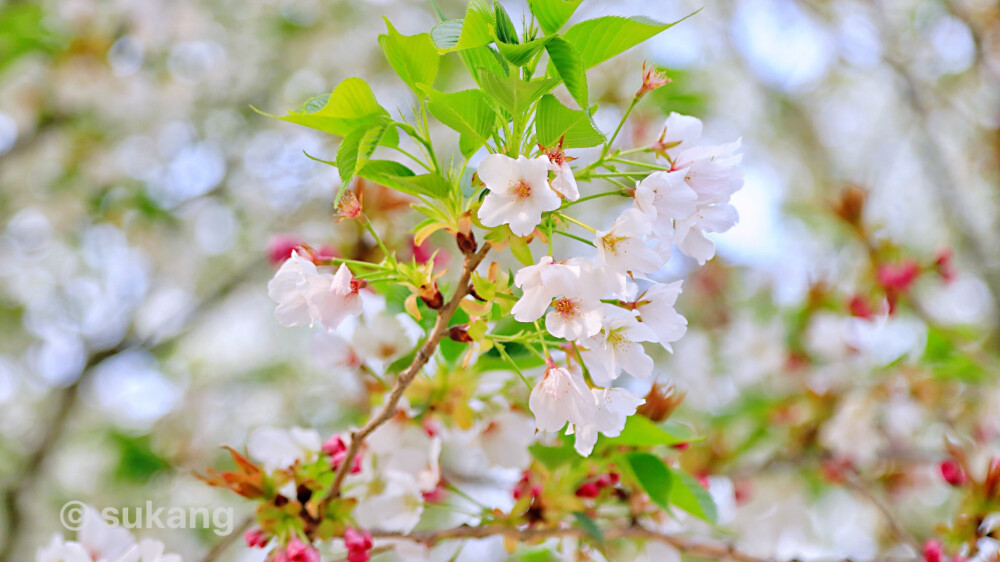 大唐芙蓉园.白樱