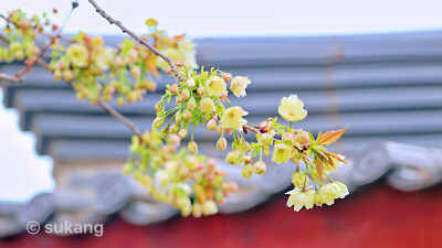 大唐芙蓉园.白樱