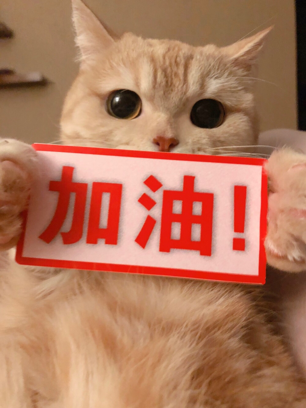 图源 微博 橘猫沙梨Sally