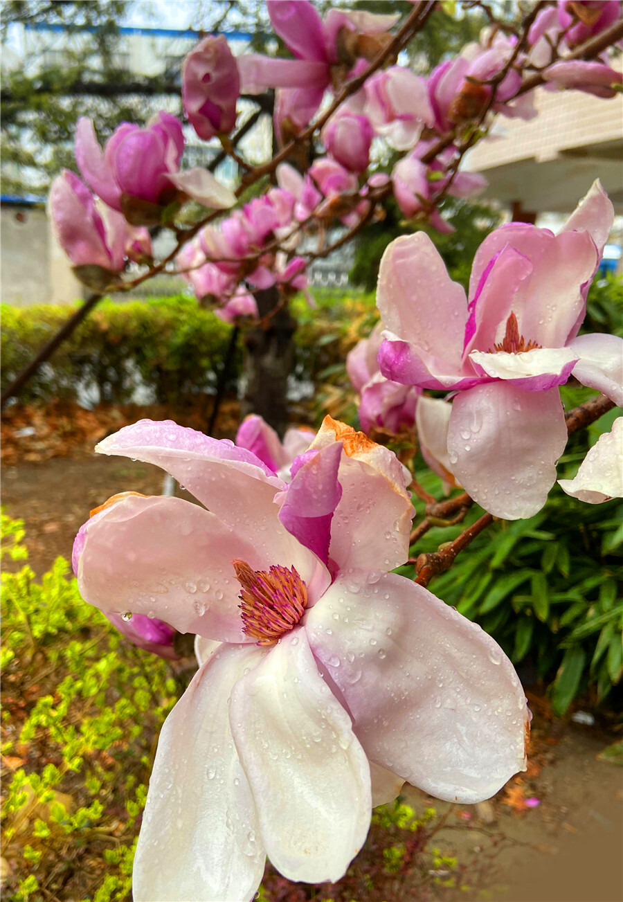 刘勇良手机纪实摄影：雨后的玉兰花