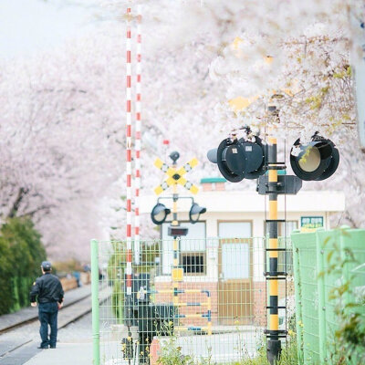 春天有樱花味的天空，以及一勺浓郁的風。♡