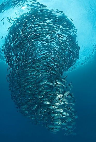 鱼和海洋生物