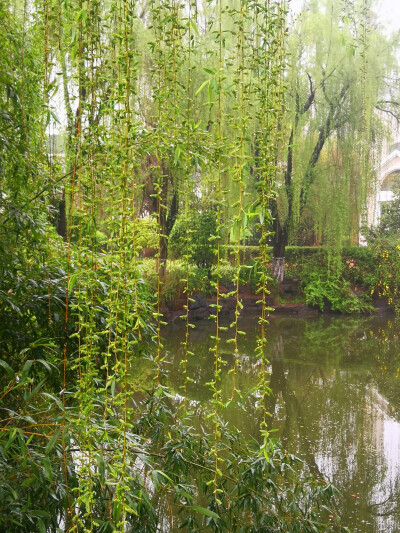 初春雨后小区漫步