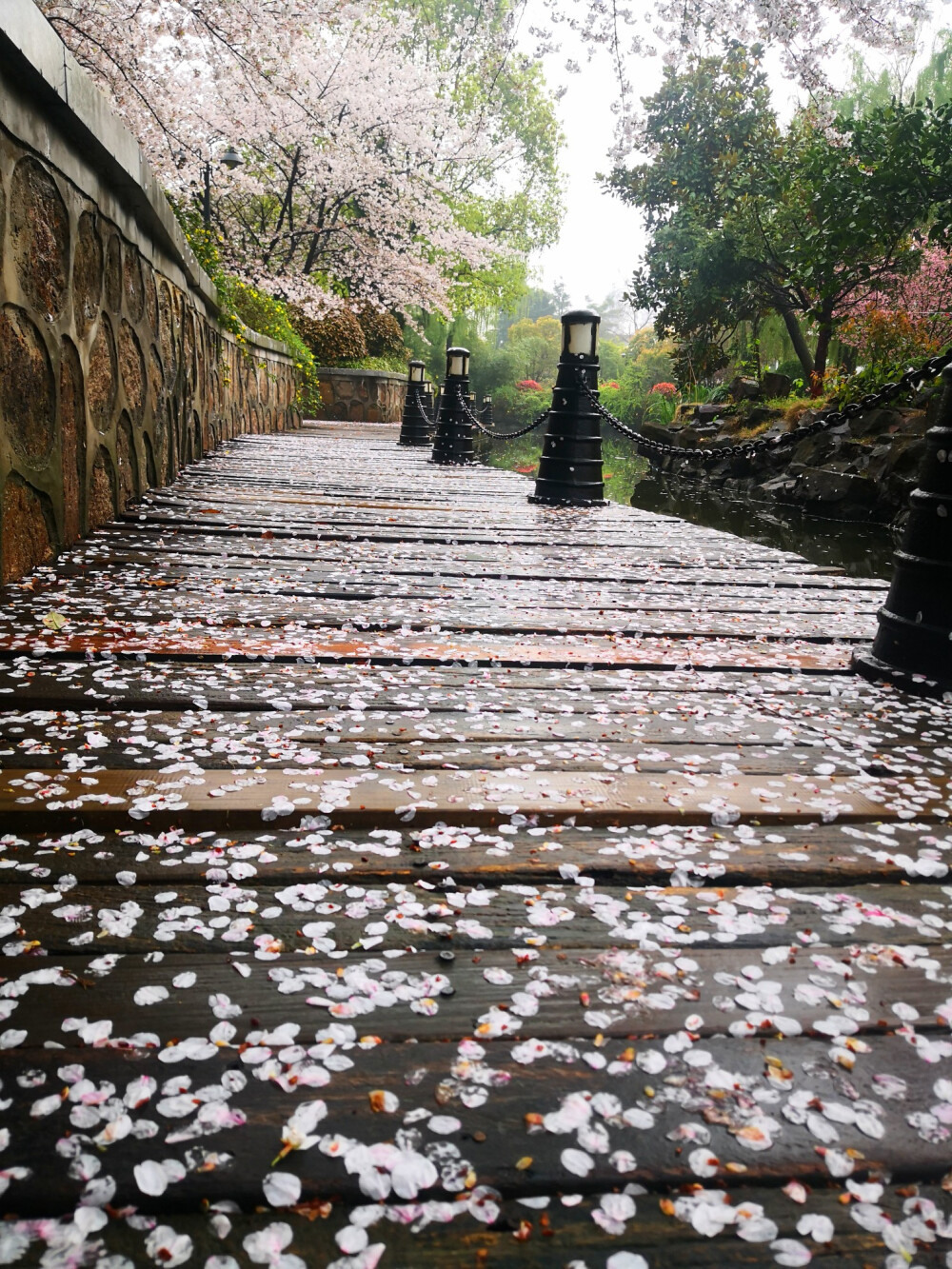 初春雨后小区漫步