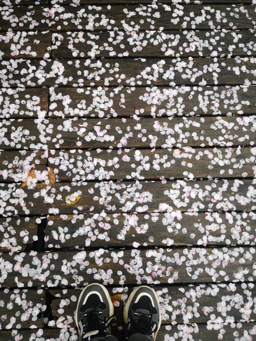 初春雨后小区漫步