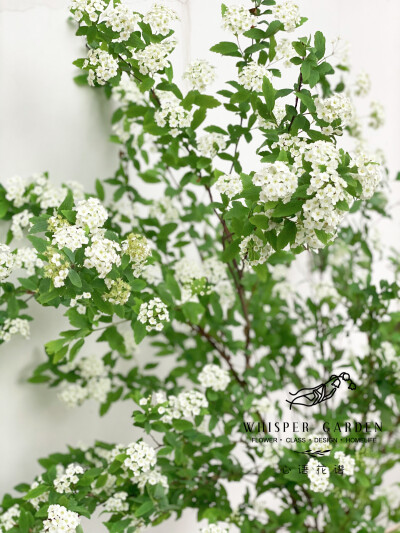 绣线菊属的美人儿
花艺师的小手球