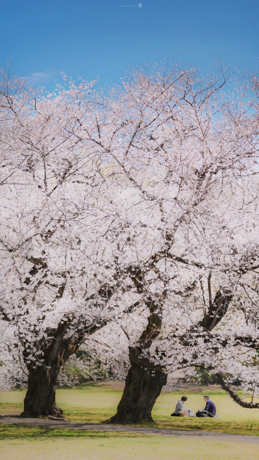 樱花壁纸