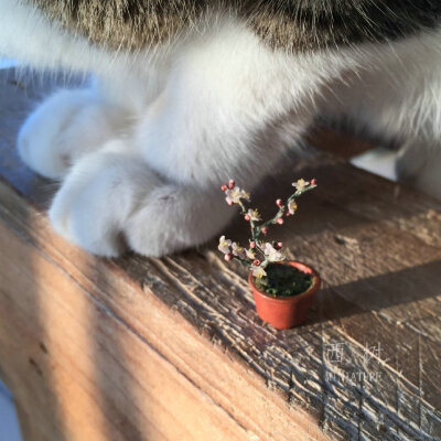 微博原创@西树
梅花
搬运出处见水印 抱图点赞