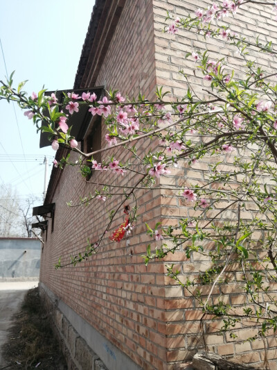 桃花，油菜花