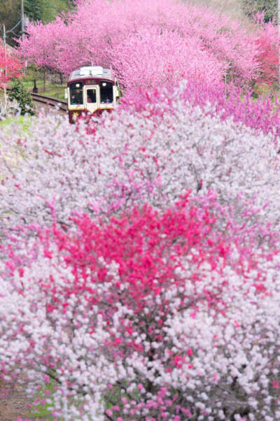 人本过客来无处，休说故里在何方，随遇而安无不可，人间到处有花香。—— 林语堂