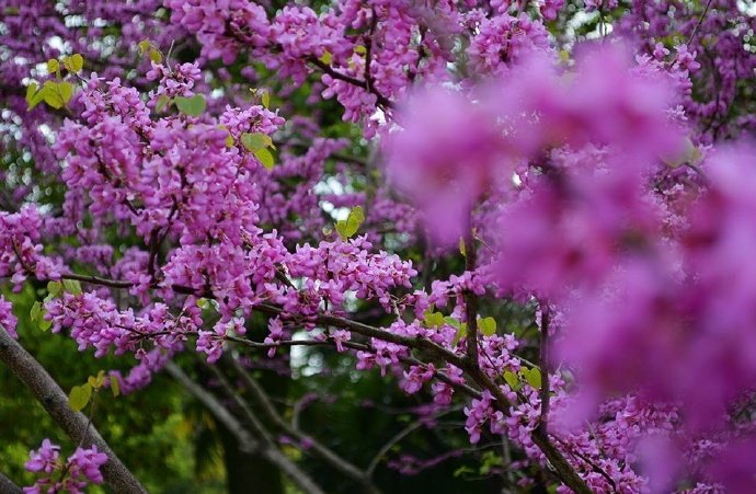 见紫荆花唐代： 韦应物杂英纷已积，含芳独暮春。还如故园树，忽忆故园人。#诗词歌赋# #国学新青年# #你相册里的春景#