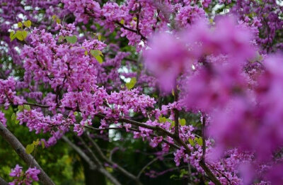 见紫荆花唐代： 韦应物杂英纷已积，含芳独暮春。还如故园树，忽忆故园人。#诗词歌赋# #国学新青年# #你相册里的春景#