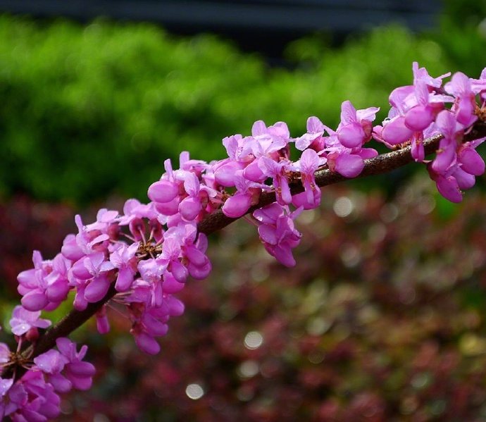 见紫荆花唐代： 韦应物杂英纷已积，含芳独暮春。还如故园树，忽忆故园人。#诗词歌赋# #国学新青年# #你相册里的春景#