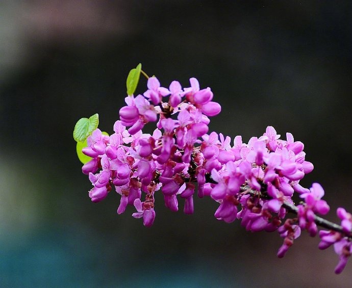 见紫荆花唐代： 韦应物杂英纷已积，含芳独暮春。还如故园树，忽忆故园人。#诗词歌赋# #国学新青年# #你相册里的春景#