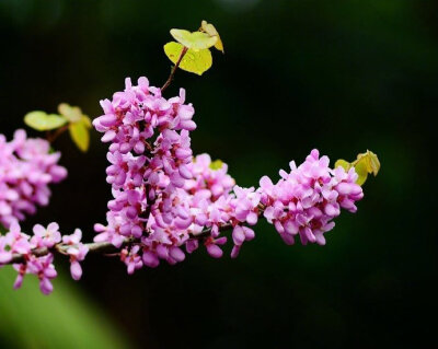 见紫荆花唐代： 韦应物杂英纷已积，含芳独暮春。还如故园树，忽忆故园人。#诗词歌赋# #国学新青年# #你相册里的春景#