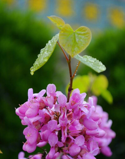 见紫荆花唐代： 韦应物杂英纷已积，含芳独暮春。还如故园树，忽忆故园人。#诗词歌赋# #国学新青年# #你相册里的春景#