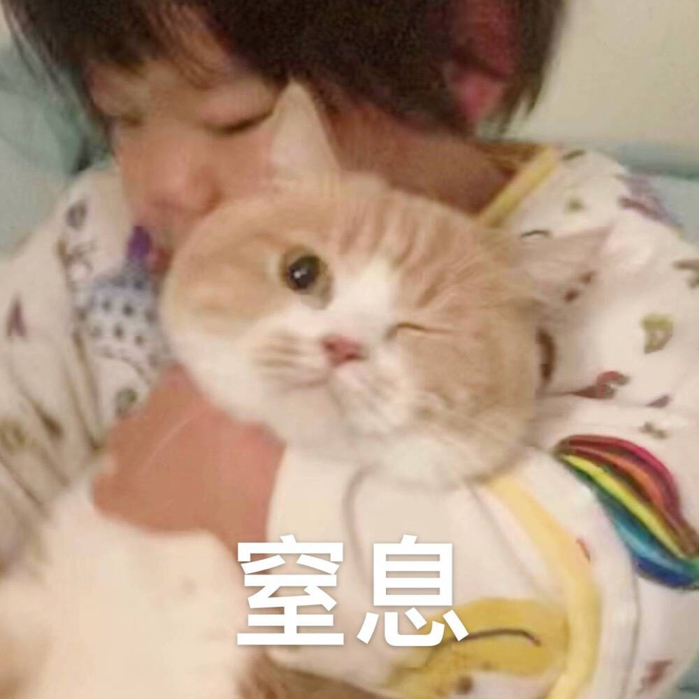 久违的更新 猫咪表情包