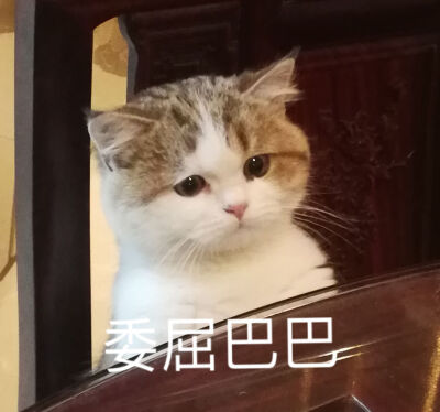 久违的更新 猫咪表情包