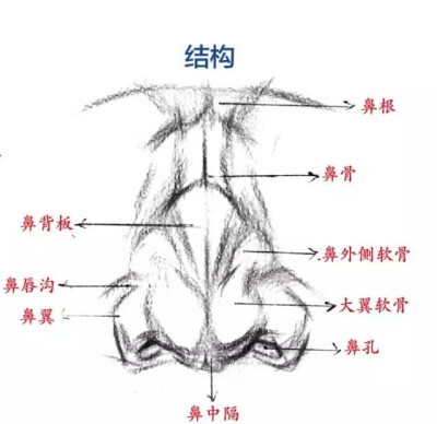 鼻子