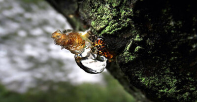 雨后桃胶