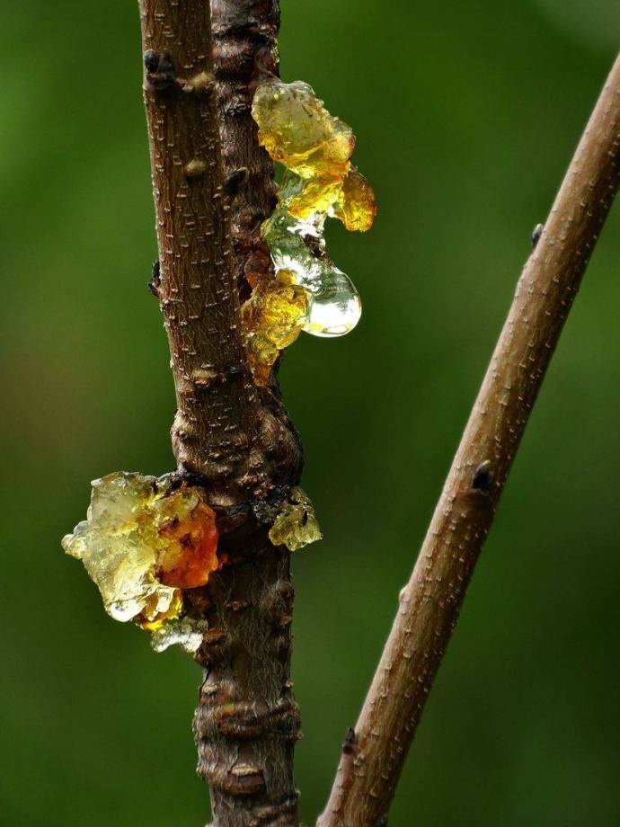 雨后桃胶