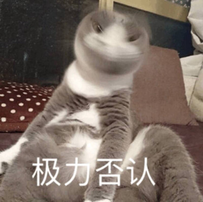 猫猫