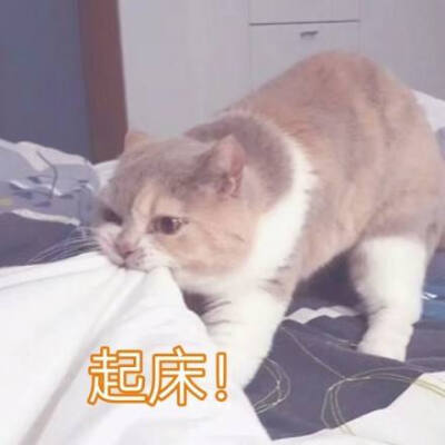 撩汉表情包呆萌可爱沙雕猫咪表情包撒娇叫起床