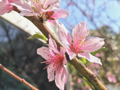 春天 桃花？