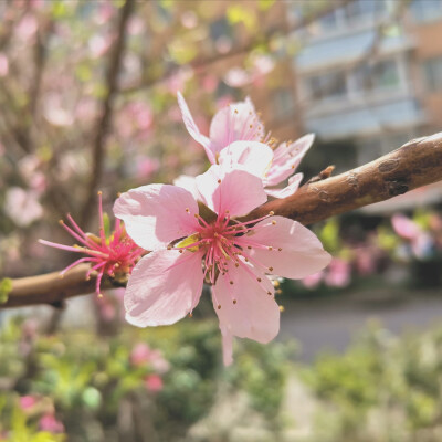 桃花 春天到了