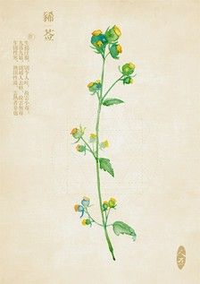 草药