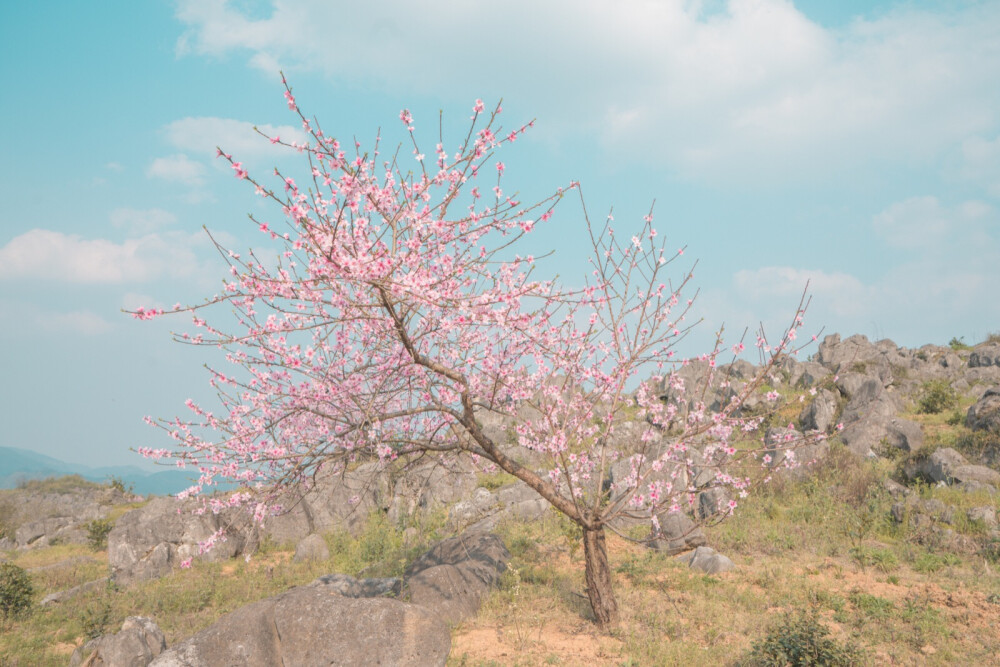 #待到山花烂漫时#