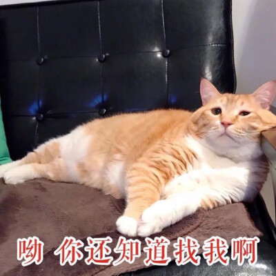 猫表情包