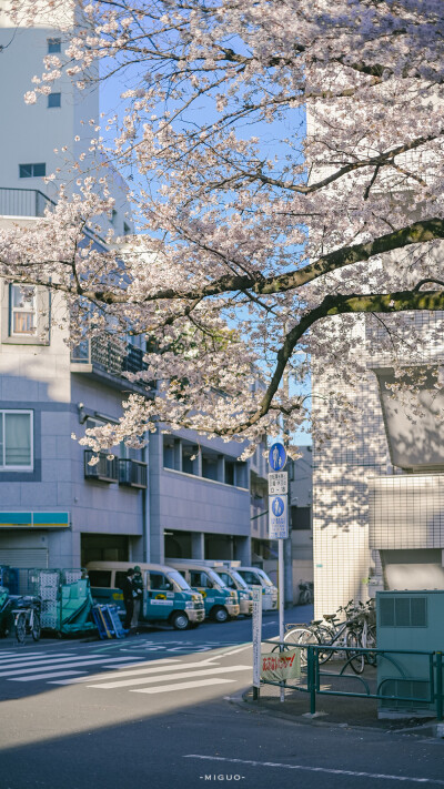 壁纸 日本 樱花