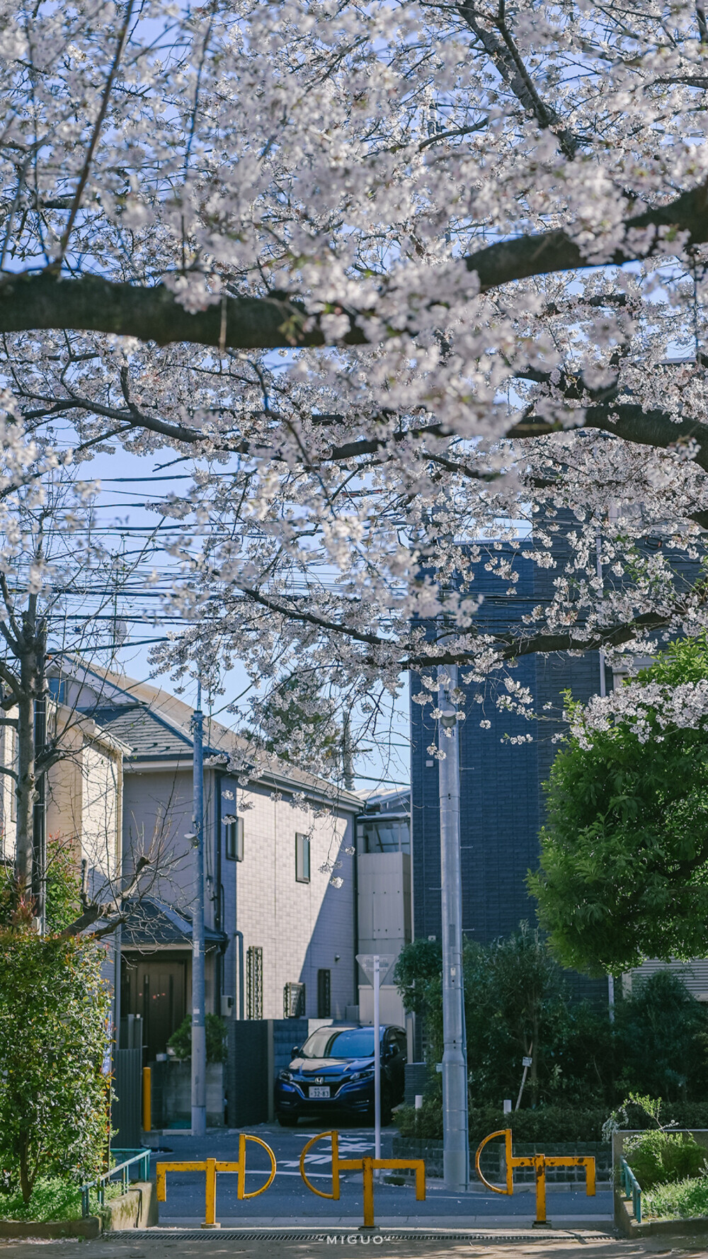 壁纸 日本 樱花