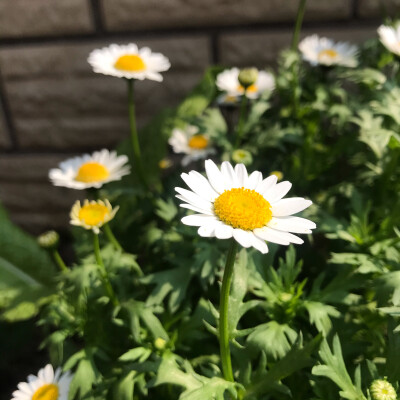 雏菊