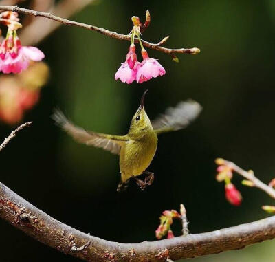 蜂鸟