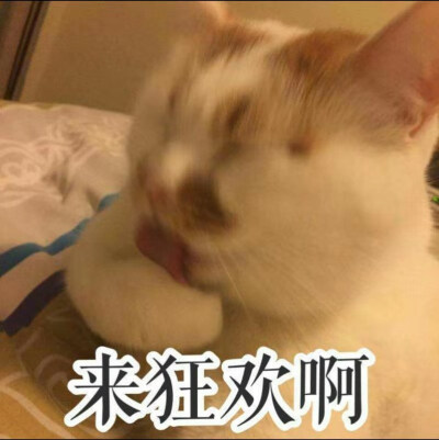 表情包 搞笑 搞怪 猥琐 可爱