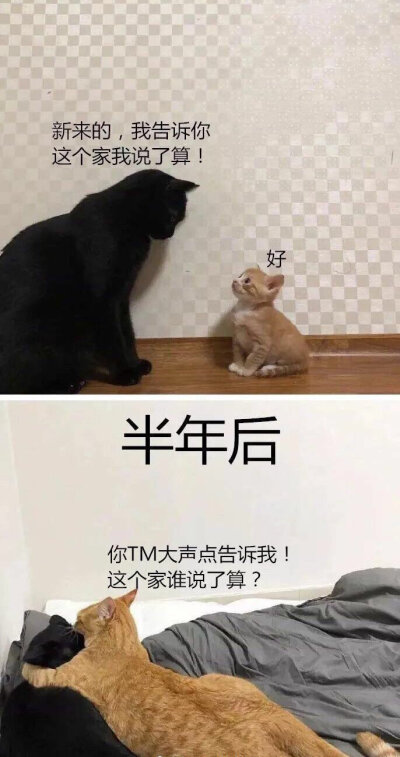 一只橘猫家庭地位的逆袭...…