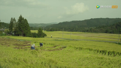 小森林―夏秋篇