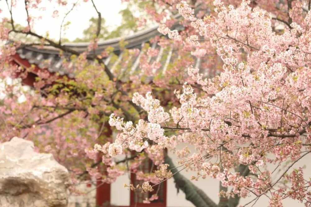 带你看尽樱花烂漫，“爱之花开放的地方，生命便能欣欣向荣。”没有一个冬天不可逾越，没有一个春天不会来临，你看：武汉东湖樱花遇上红瓦白墙，美！