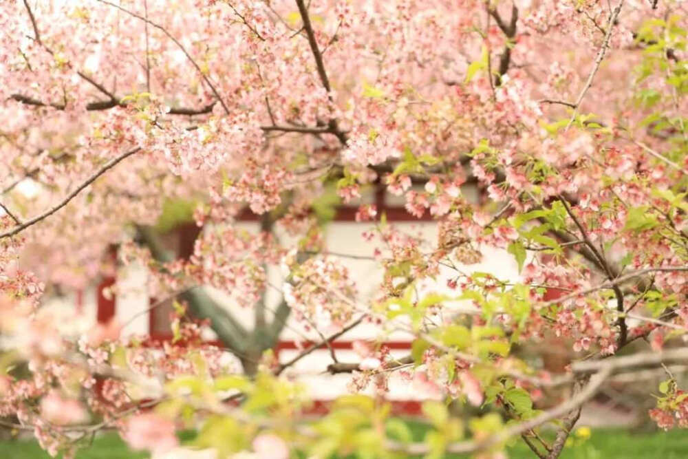 带你看尽樱花烂漫，“爱之花开放的地方，生命便能欣欣向荣。”没有一个冬天不可逾越，没有一个春天不会来临，你看：武汉东湖樱花遇上红瓦白墙，美！