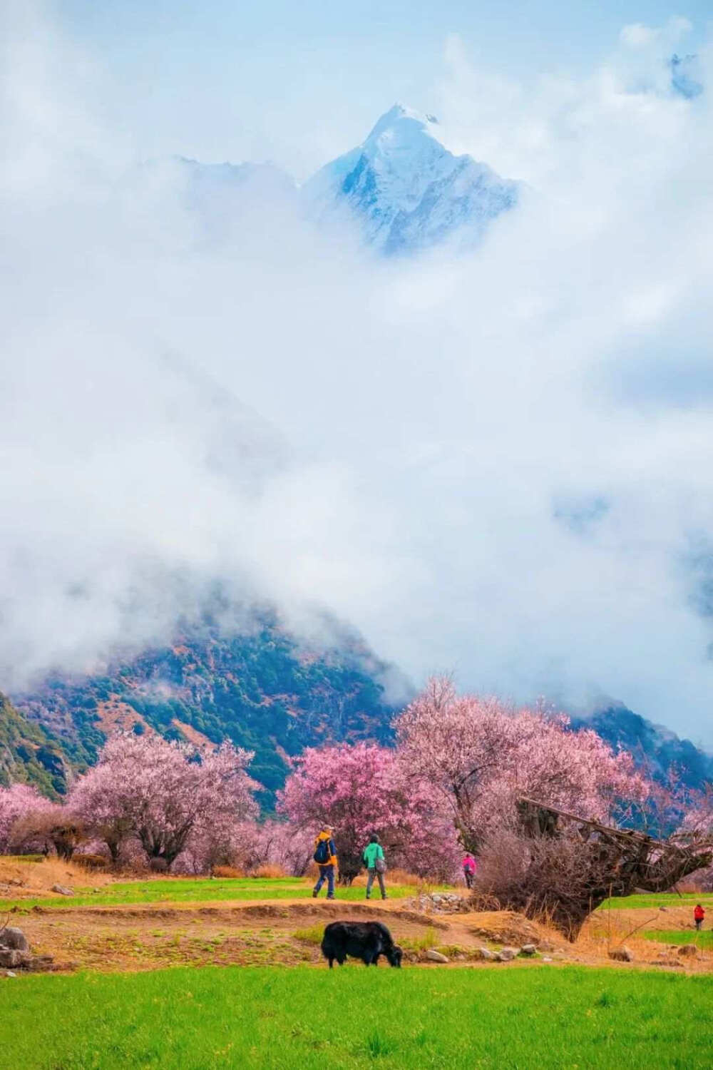 带你看尽樱花烂漫，“爱之花开放的地方，生命便能欣欣向荣。”没有一个冬天不可逾越，没有一个春天不会来临，你看：武汉东湖樱花遇上红瓦白墙，美！