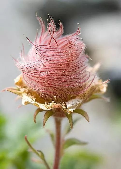 花花草草✌(̿▀̿ ̿Ĺ̯̿̿▀̿ ̿)✌