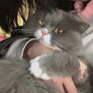好可爱