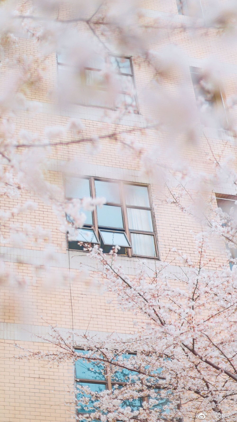 #摄影#
等到三月
樱花就要开了
/
摄影：@梁木辛_ 