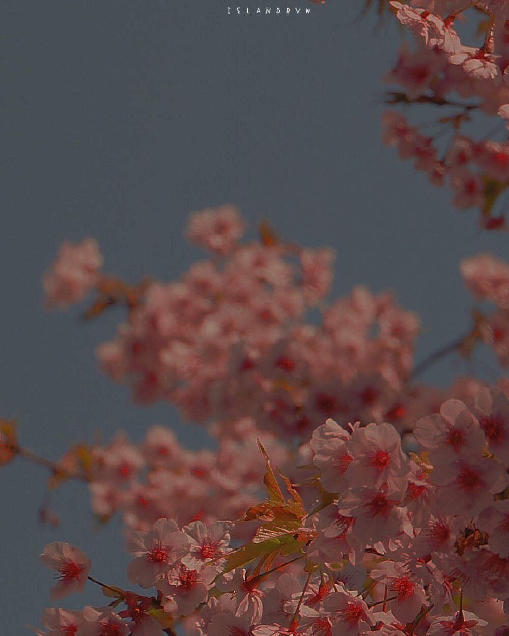 摄影师: (围脖) 亘年漫日
#樱花#粉色#存图#壁纸#摄影#侵删致歉