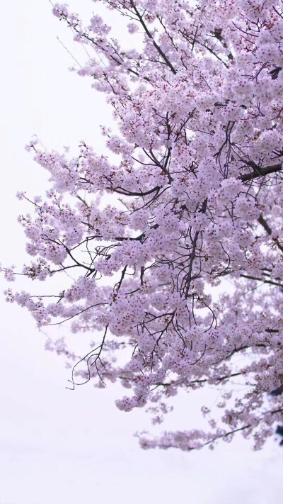 ins风背景图 微信朋友圈背景图 QQ空间背景图
（cr:子夜鸟PHOTO 侵权即删，致歉~搬运）